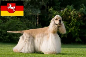 Read more about the article American Cocker Spaniel breeders and puppies in Lower Saxony