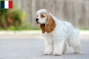 Read more about the article American Cocker Spaniel breeders and puppies in Martinique