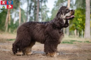 Read more about the article American Cocker Spaniel breeder and puppies in Pardubice