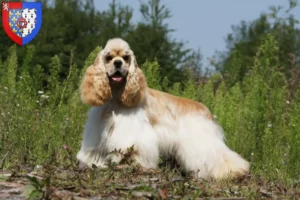 Read more about the article American Cocker Spaniel breeders and puppies in Pays de la Loire
