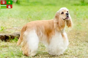 Read more about the article American Cocker Spaniel breeder and puppies in Pilsen
