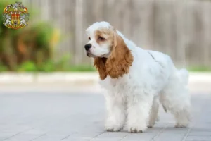 Read more about the article American Cocker Spaniel breeders and puppies in Prague