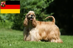Read more about the article American Cocker Spaniel breeders and puppies in Rhineland-Palatinate