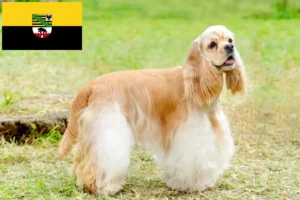 Read more about the article American Cocker Spaniel breeders and puppies in Saxony-Anhalt