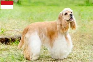 Read more about the article American Cocker Spaniel breeders and puppies in Vienna