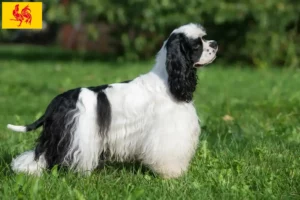 Read more about the article American Cocker Spaniel breeders and puppies in Walloon Region