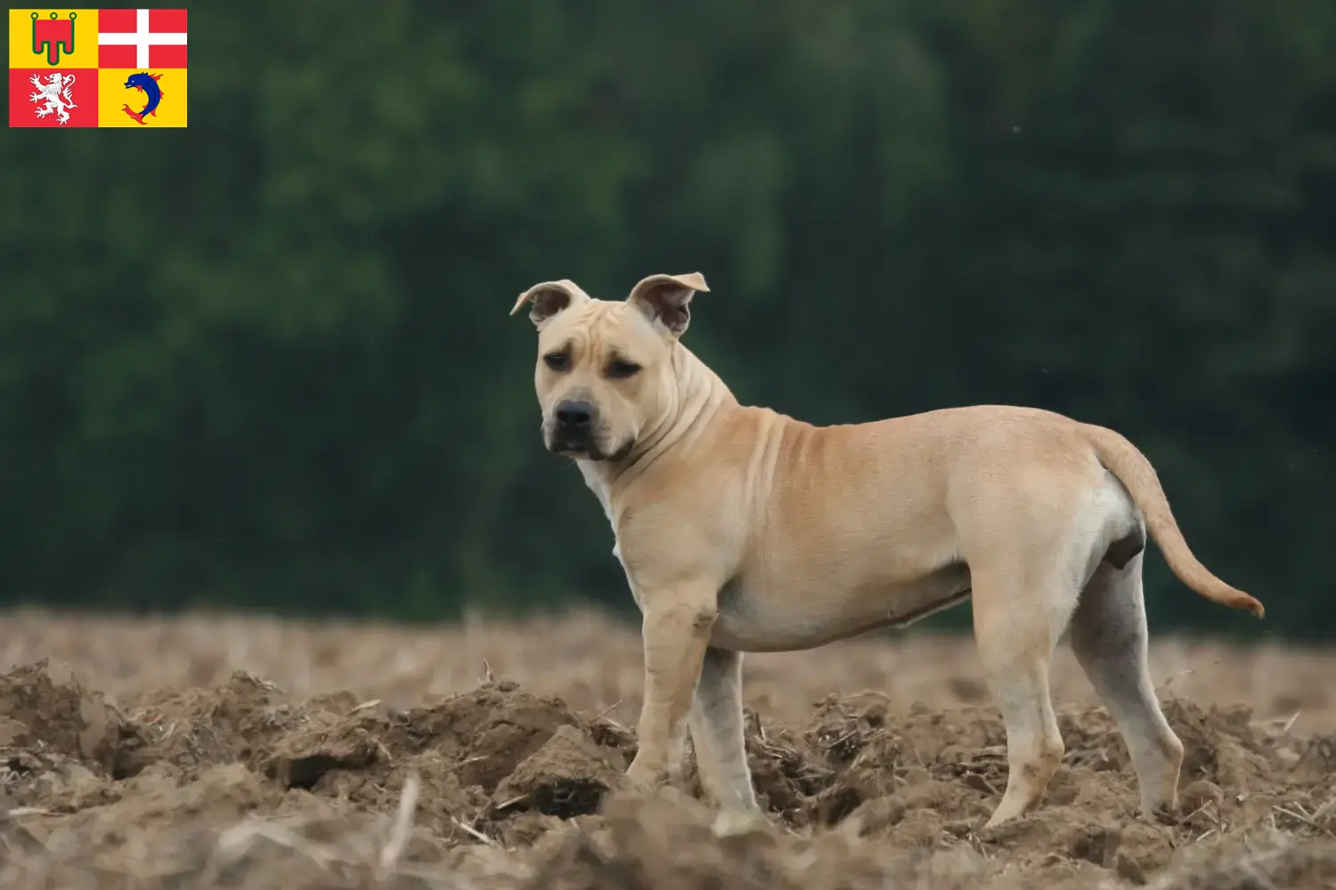 Read more about the article American Staffordshire Terrier breeders and puppies in Auvergne-Rhône-Alpes