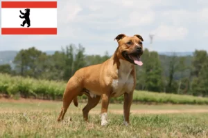 Read more about the article American Staffordshire Terrier breeders and puppies in Berlin