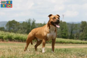 Read more about the article American Staffordshire Terrier breeders and puppies in Bourgogne-Franche-Comté