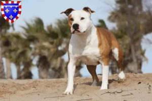 Read more about the article American Staffordshire Terrier breeders and puppies in Centre-Val de Loire