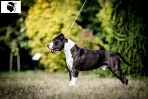 Read more about the article American Staffordshire Terrier breeders and puppies in Corsica