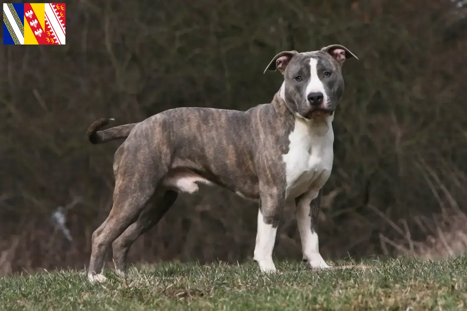 Read more about the article American Staffordshire Terrier breeders and puppies in Grand Est