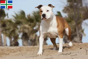 Read more about the article American Staffordshire Terrier breeders and puppies in Groningen