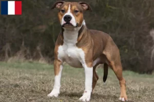 Read more about the article American Staffordshire Terrier breeders and puppies in Guadeloupe