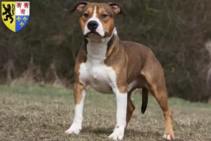 Read more about the article American Staffordshire Terrier breeders and puppies in Hauts-de-France