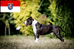 Read more about the article American Staffordshire Terrier breeders and puppies in Hessen