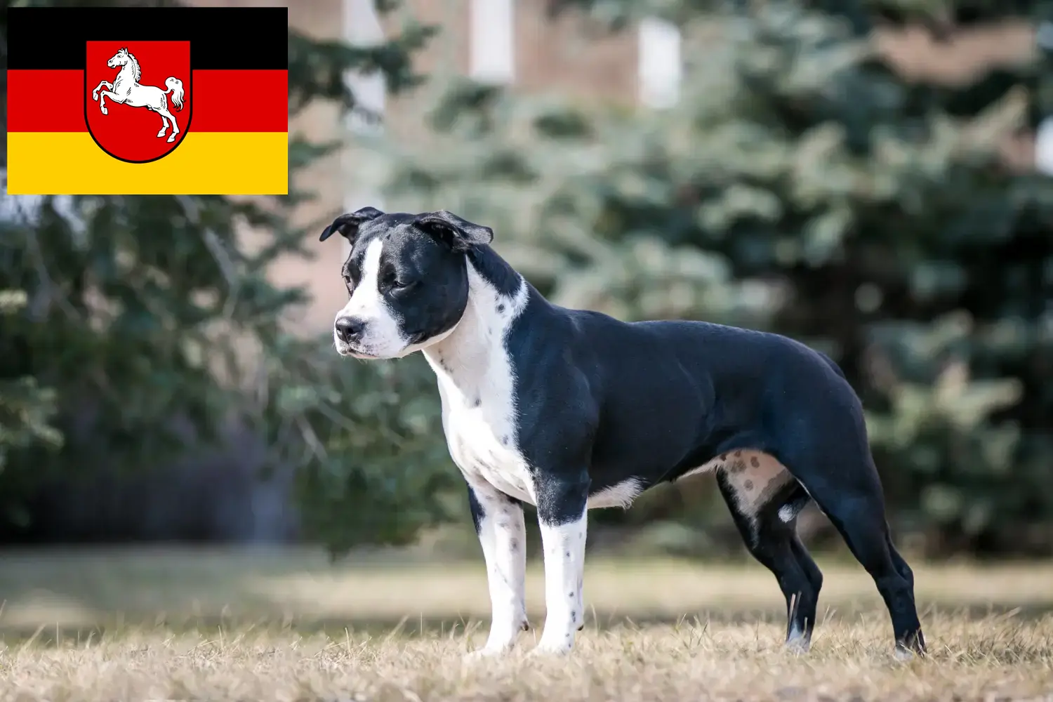 Read more about the article American Staffordshire Terrier breeders and puppies in Lower Saxony