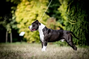Read more about the article American Staffordshire Terrier breeders and puppies in New Caledonia