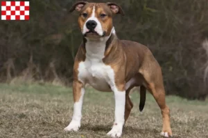 Read more about the article American Staffordshire Terrier breeders and puppies in North Brabant