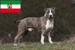 Read more about the article American Staffordshire Terrier breeders and puppies in North Rhine-Westphalia