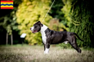 Read more about the article American Staffordshire Terrier breeders and puppies in Overijssel