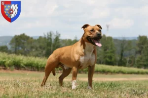 Read more about the article American Staffordshire Terrier breeders and puppies in Pays de la Loire