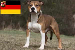 Read more about the article American Staffordshire Terrier breeders and puppies in Rhineland-Palatinate