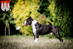 Read more about the article American Staffordshire Terrier breeders and puppies in Salzburg