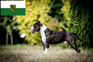 Read more about the article American Staffordshire Terrier breeders and puppies in Saxony
