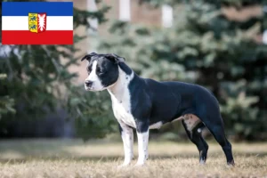 Read more about the article American Staffordshire Terrier breeders and puppies in Schleswig-Holstein