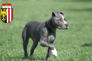 Read more about the article American Staffordshire Terrier breeders and puppies in Upper Austria