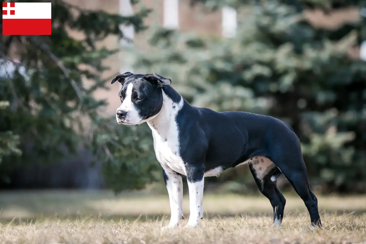 Read more about the article American Staffordshire Terrier breeders and puppies in Utrecht