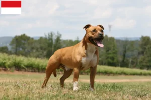 Read more about the article American Staffordshire Terrier breeders and puppies in Vienna