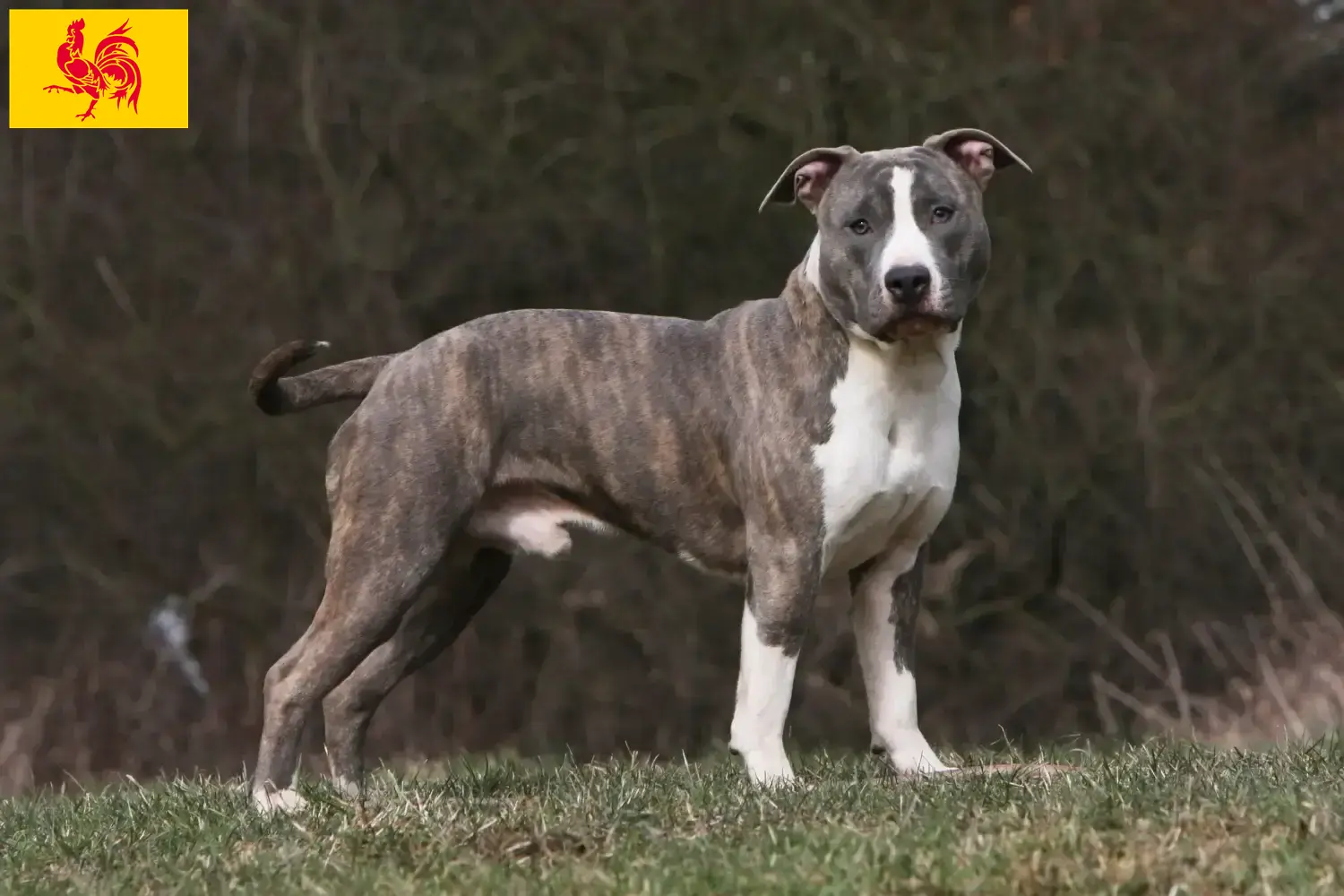 Read more about the article American Staffordshire Terrier breeders and puppies in Walloon Region