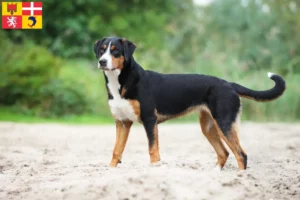 Read more about the article Appenzell Mountain Dog breeders and puppies in Auvergne-Rhône-Alpes