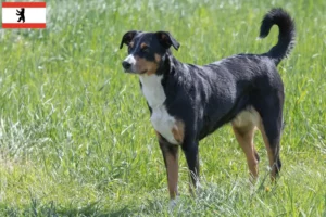 Read more about the article Appenzell Mountain Dog Breeder and Puppies in Berlin