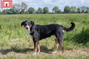 Read more about the article Appenzell Mountain Dog Breeder and Puppies in Bremen