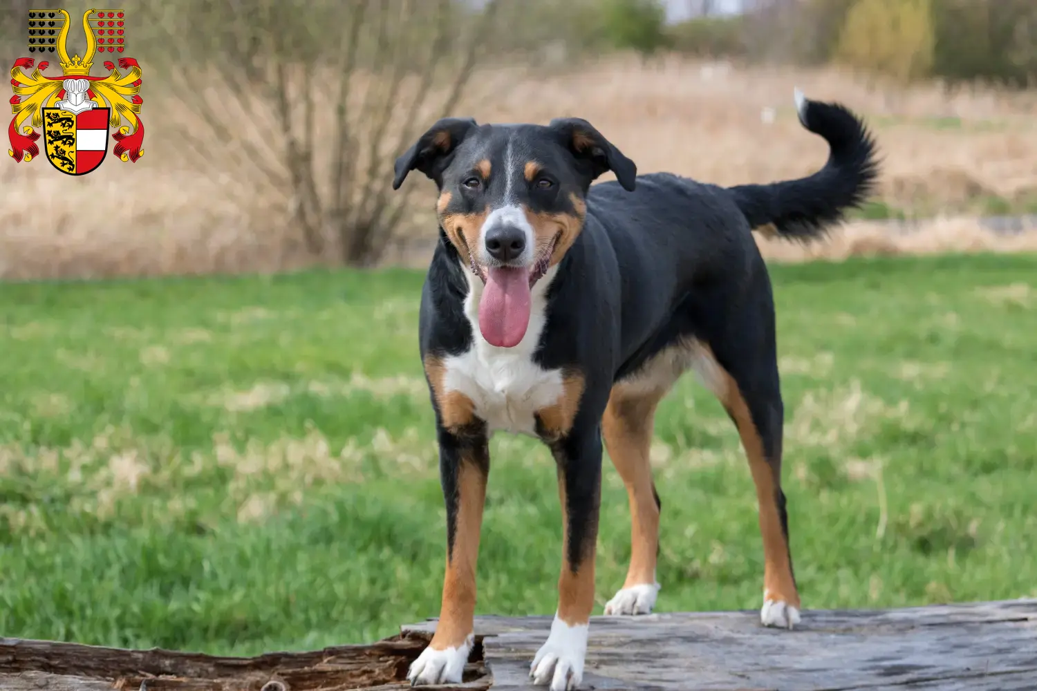 Read more about the article Appenzell Mountain Dog Breeder and Puppies in Carinthia