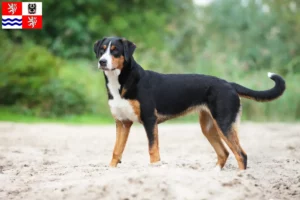 Read more about the article Appenzell Mountain Dog breeder and puppies in Central Bohemia