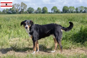 Read more about the article Appenzell Mountain Dog breeder and puppies in Drenthe