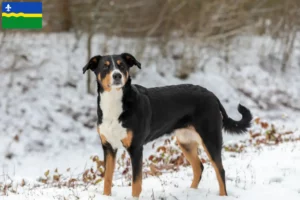 Read more about the article Appenzell Mountain Dog breeder and puppies in Flevoland