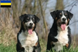 Read more about the article Appenzell Mountain Dog breeder and puppies in Gelderland