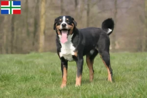 Read more about the article Appenzell Mountain Dog breeder and puppies in Groningen