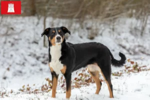 Read more about the article Appenzell Mountain Dog Breeder and Puppies in Hamburg