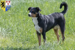 Read more about the article Appenzell Mountain Dog breeder and puppies in Hauts-de-France