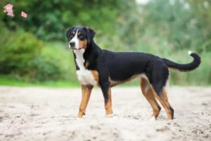 Read more about the article Appenzell Mountain Dog breeder and puppies in Hovedstaden
