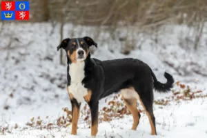 Read more about the article Appenzell Mountain Dog breeder and puppies in Hradec Králové