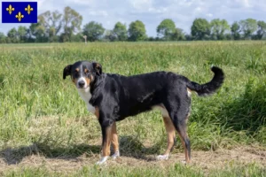 Read more about the article Appenzell Mountain Dog breeders and puppies in Île-de-France