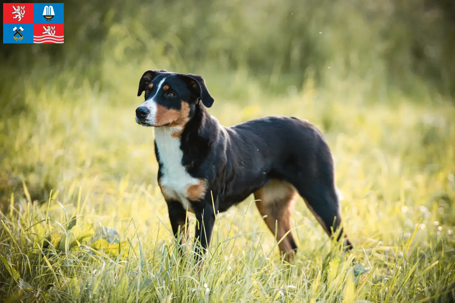 Read more about the article Appenzell Mountain Dog Breeder and Puppies in Karlsbad