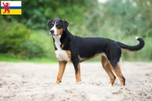 Read more about the article Appenzell Mountain Dog Breeder and Puppies in Limburg